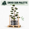 Genévrier Pfitzeriana Compacta - Juniperus xpfitzeriana Pfitzeriana Compacta Bonsaï 180/200cm Pot 230L
