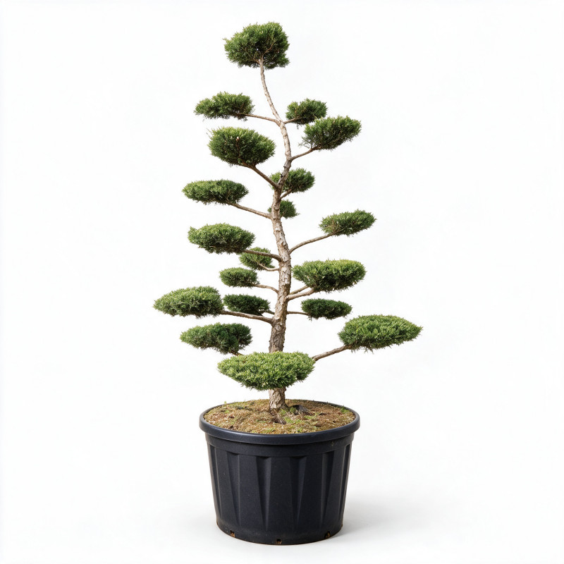 Genévrier Pfitzeriana Compacta - Juniperus xpfitzeriana Pfitzeriana Compacta Bonsaï 180/200cm Pot 230L