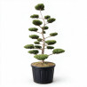 Genévrier Pfitzeriana Compacta - Juniperus xpfitzeriana Pfitzeriana Compacta Bonsaï 180/200cm Pot 230L