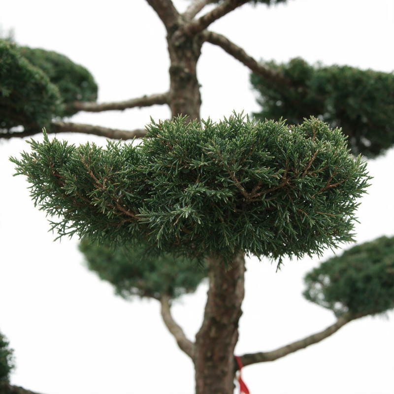 Genévrier Hetzii - Juniperus chinensis Hetzii Bonsaï 150/175cm Pot 500L