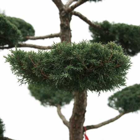 Genévrier Hetzii - Juniperus chinensis Hetzii Bonsaï 150/175cm Pot 500L