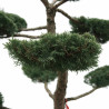 Genévrier Hetzii - Juniperus chinensis Hetzii Bonsaï 150/175cm Pot 500L