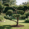 Genévrier Hetzii - Juniperus chinensis Hetzii Bonsaï 150/175cm Pot 500L