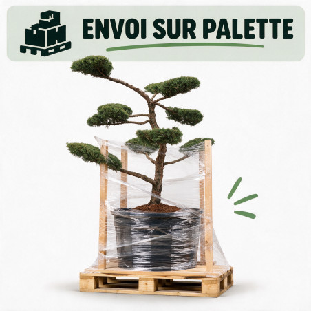 Genévrier Hetzii - Juniperus chinensis Hetzii Bonsaï 150/175cm Pot 500L