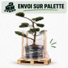 Genévrier Hetzii - Juniperus chinensis Hetzii Bonsaï 150/175cm Pot 500L