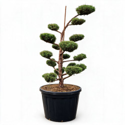 Genévrier Hetzii - Juniperus media Hetzii Bonsaï 150/170cm Pot 230L