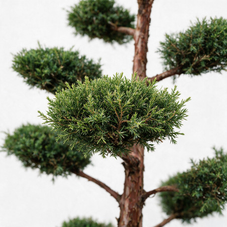 Genévrier Hetzii - Juniperus media Hetzii Bonsaï 150/170cm Pot 230L