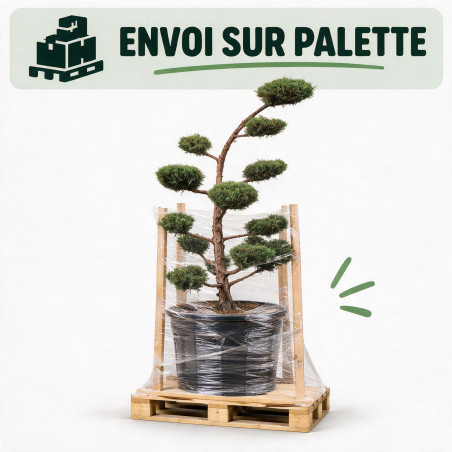 Genévrier Hetzii - Juniperus media Hetzii Bonsaï 150/170cm Pot 230L