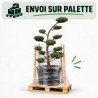 Genévrier Hetzii - Juniperus media Hetzii Bonsaï 150/170cm Pot 230L