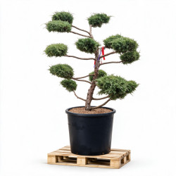 Genévrier Pfitzeriana Compacta - Juniperus xpfitzeriana Pfitzeriana Compacta Bonsaï 125/145cm Pot 150L