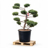 Genévrier Pfitzeriana Compacta - Juniperus xpfitzeriana Pfitzeriana Compacta Bonsaï 125/145cm Pot 150L