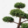Genévrier Pfitzeriana Compacta - Juniperus xpfitzeriana Pfitzeriana Compacta Bonsaï 125/145cm Pot 150L
