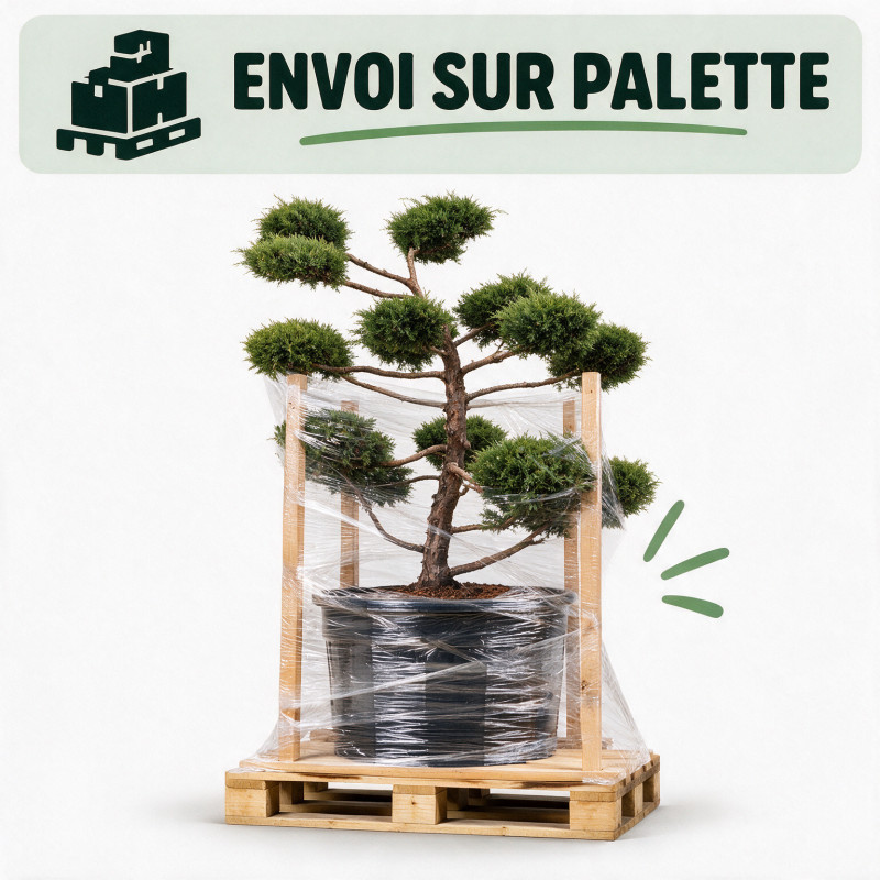 Genévrier Pfitzeriana Compacta - Juniperus xpfitzeriana Pfitzeriana Compacta Bonsaï 125/145cm Pot 150L