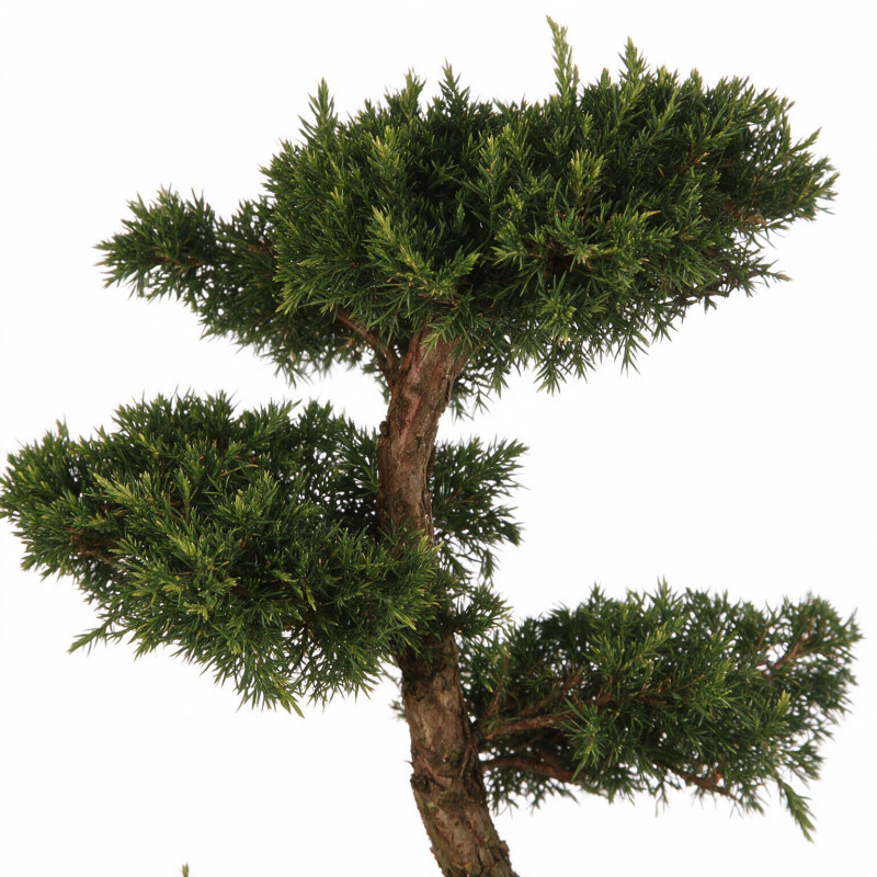 Genévrier Pfitzeriana Aurea - Juniperus xpfitzeriana Pfitzeriana Aurea Bonsaï 125/145cm Pot 55L