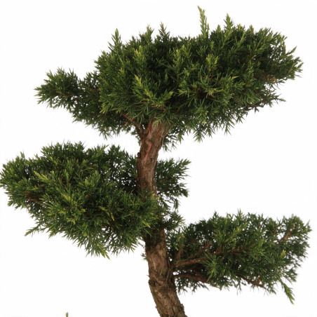 Genévrier Pfitzeriana Aurea - Juniperus xpfitzeriana Pfitzeriana Aurea Bonsaï 125/145cm Pot 55L