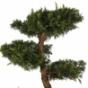 Genévrier Pfitzeriana Aurea - Juniperus xpfitzeriana Pfitzeriana Aurea Bonsaï 125/145cm Pot 55L