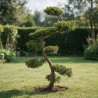 Genévrier Pfitzeriana Aurea - Juniperus xpfitzeriana Pfitzeriana Aurea Bonsaï 125/145cm Pot 55L