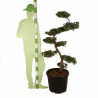 Genévrier Pfitzeriana Aurea - Juniperus xpfitzeriana Pfitzeriana Aurea Bonsaï 125/145cm Pot 55L