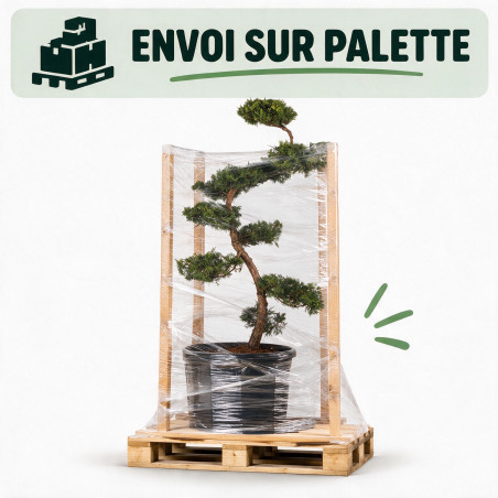 Genévrier Pfitzeriana Aurea - Juniperus xpfitzeriana Pfitzeriana Aurea Bonsaï 125/145cm Pot 55L