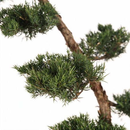 Genévrier Grey Owl - Juniperus virginiana Grey Owl Bonsaï 125/145cm Pot 55L