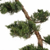 Genévrier Grey Owl - Juniperus virginiana Grey Owl Bonsaï 125/145cm Pot 55L