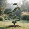 Genévrier Grey Owl - Juniperus virginiana Grey Owl Bonsaï 125/145cm Pot 55L