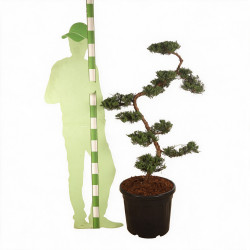 Genévrier Grey Owl - Juniperus virginiana Grey Owl Bonsaï 125/145cm Pot 55L