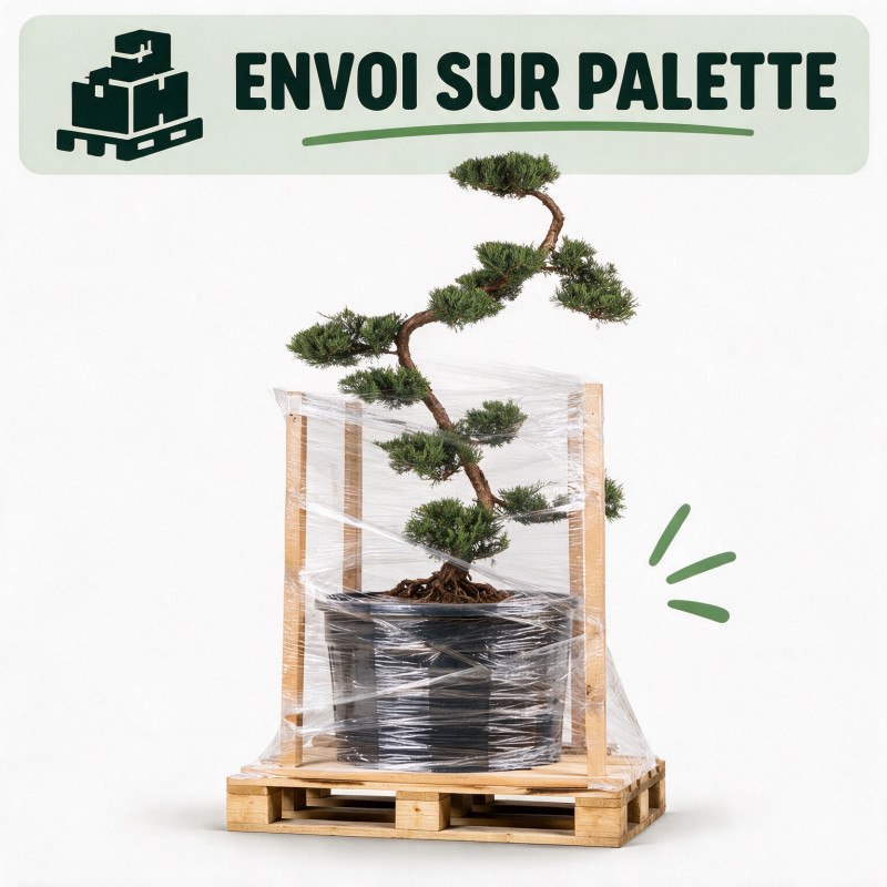 Genévrier Grey Owl - Juniperus virginiana Grey Owl Bonsaï 125/145cm Pot 55L