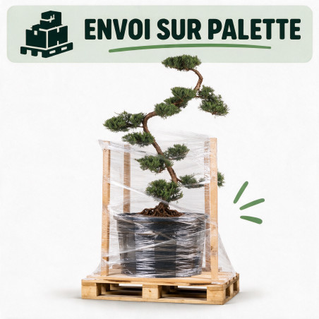 Genévrier Grey Owl - Juniperus virginiana Grey Owl Bonsaï 125/145cm Pot 55L