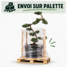Genévrier Grey Owl - Juniperus virginiana Grey Owl Bonsaï 125/145cm Pot 55L