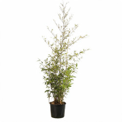 Bambou noir - Phyllostachys nigra 175/195cm Pot 12L