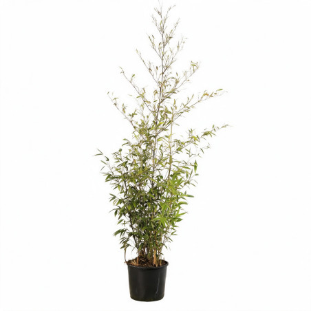 Bambou noir - Phyllostachys nigra 175/195cm Pot 12L