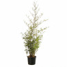 Bambou noir - Phyllostachys nigra 175/195cm Pot 12L