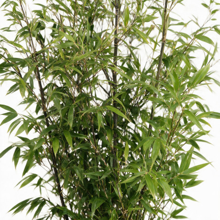 Bambou noir - Phyllostachys nigra 175/195cm Pot 12L