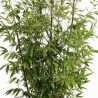 Bambou noir - Phyllostachys nigra 175/195cm Pot 12L