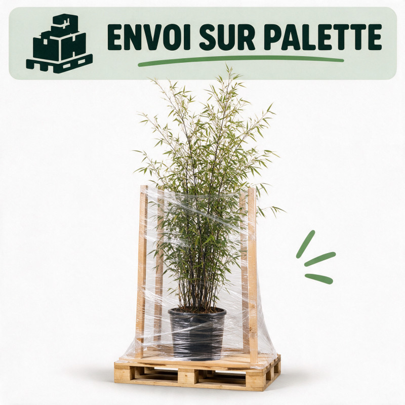 Bambou noir - Phyllostachys nigra 175/195cm Pot 12L