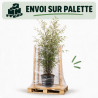 Bambou noir - Phyllostachys nigra 175/195cm Pot 12L