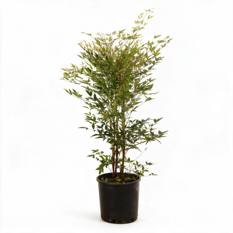 Bambou sacré - Nandina domestica 80/100cm Pot 15L