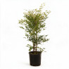 Bambou sacré - Nandina domestica 80/100cm Pot 15L