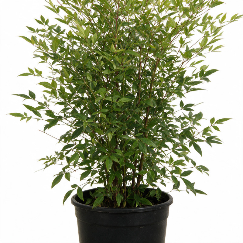 Bambou sacré - Nandina domestica 80/100cm Pot 15L
