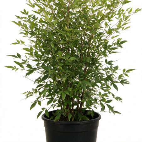 Bambou sacré - Nandina domestica 80/100cm Pot 15L