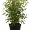 Bambou sacré - Nandina domestica 80/100cm Pot 15L