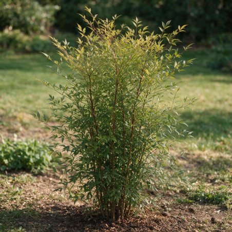 Bambou sacré - Nandina domestica 80/100cm Pot 15L