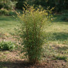 Bambou sacré - Nandina domestica 80/100cm Pot 15L