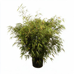 Bambou non traçant Rufa - Fargesia rufa 125/150cm Pot 18L