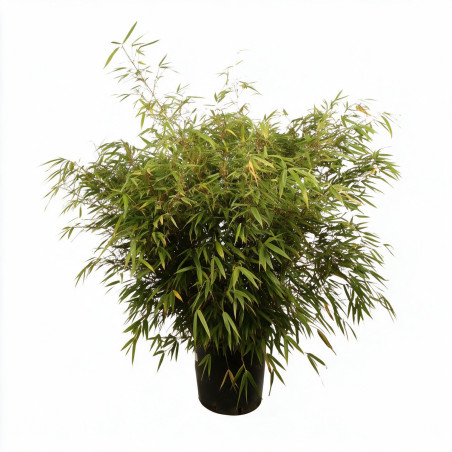 Bambou non traçant Rufa - Fargesia rufa 125/150cm Pot 18L