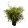 Bambou non traçant Rufa - Fargesia rufa 125/150cm Pot 18L