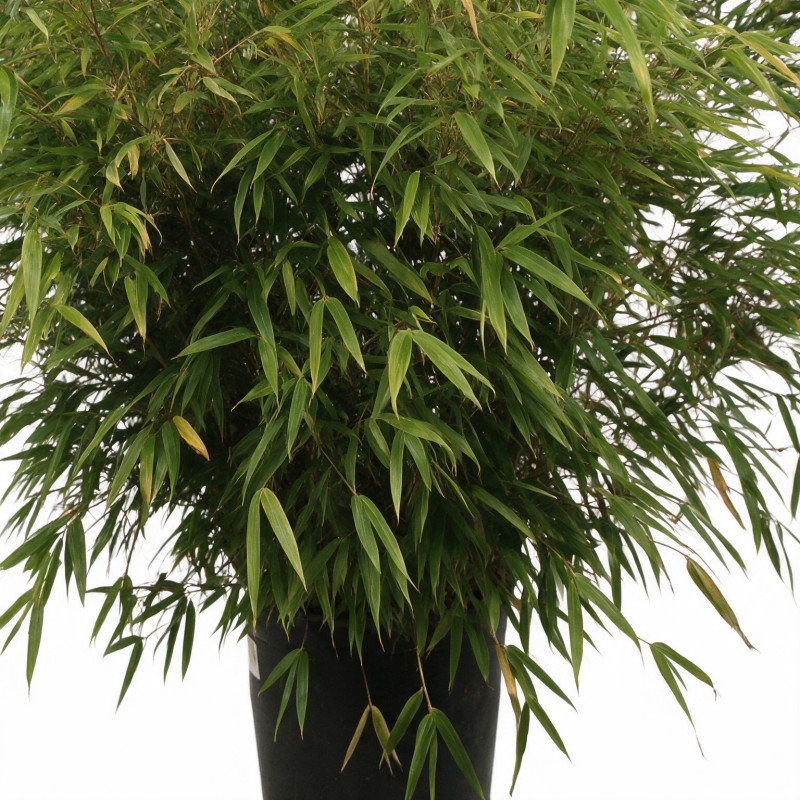 Bambou non traçant Rufa - Fargesia rufa 125/150cm Pot 18L