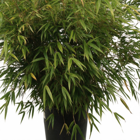 Bambou non traçant Rufa - Fargesia rufa 125/150cm Pot 18L