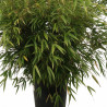 Bambou non traçant Rufa - Fargesia rufa 125/150cm Pot 18L